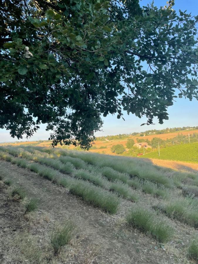La Ca Dal Non Bioagriturismo - Alpenice Savignano sul Panaro エクステリア 写真